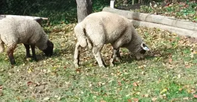 Beránka