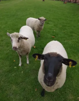 3 ovce