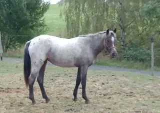 Appaloosa kobylka