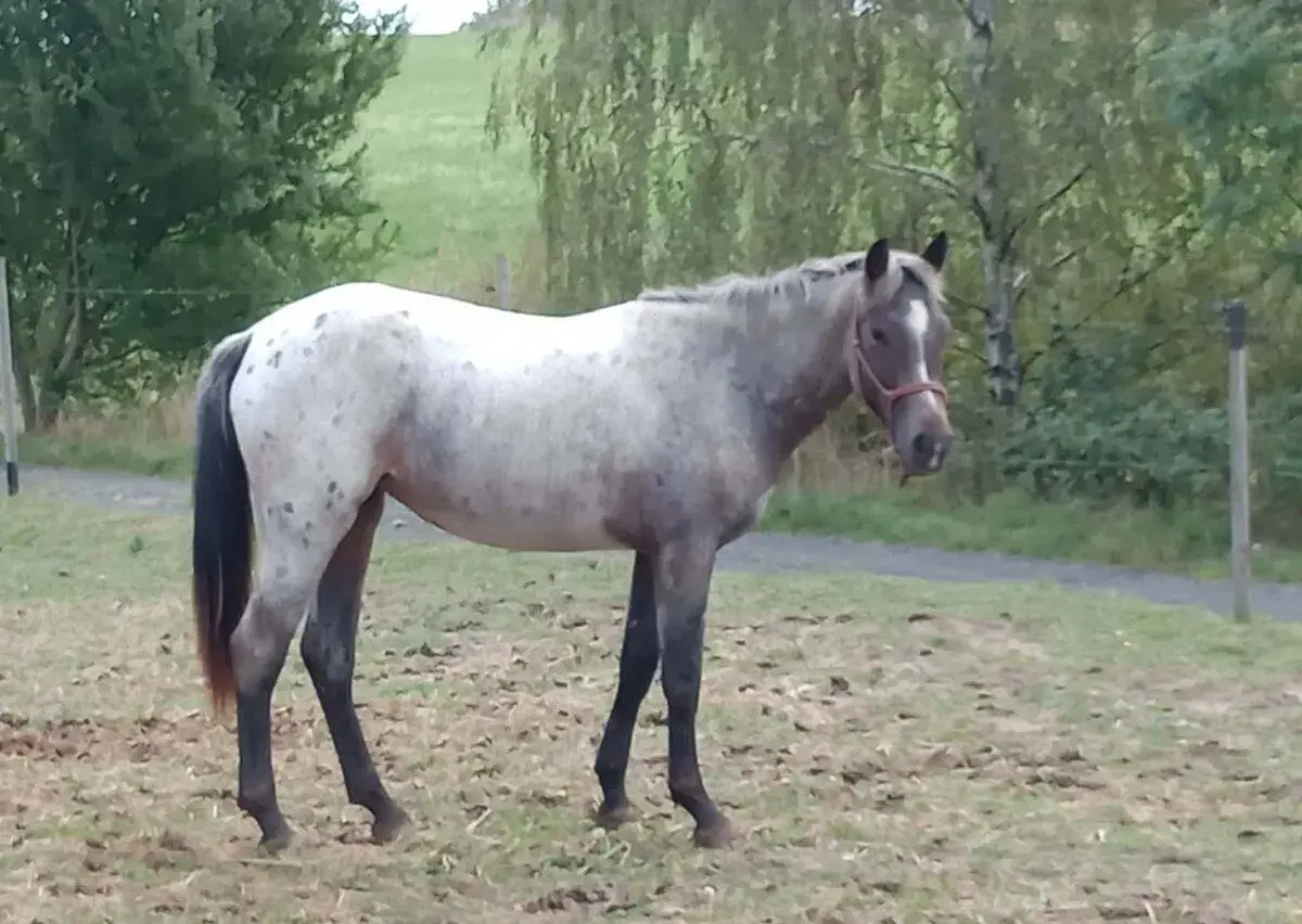 Appaloosa kobylka