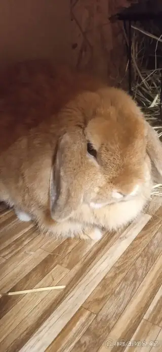 Kraličci Mini Lop