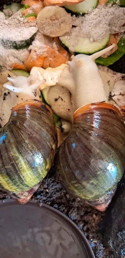 Archachatina purpurea Ghana albino body