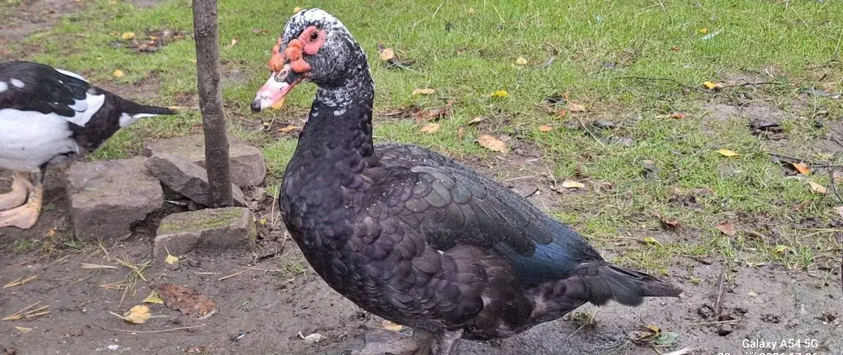 Kachna Pižmová