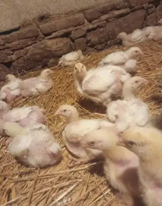 Brojlerova kuřata v kuchyňské úpravě