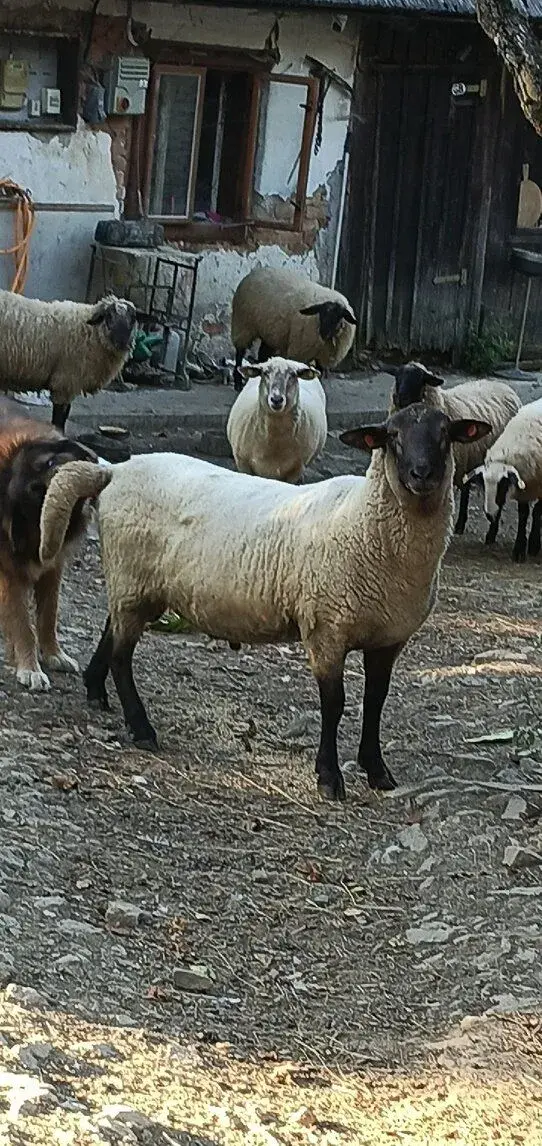 Beran