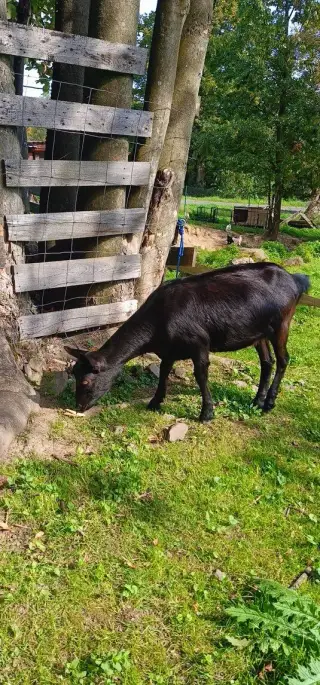 Kozy a beránky