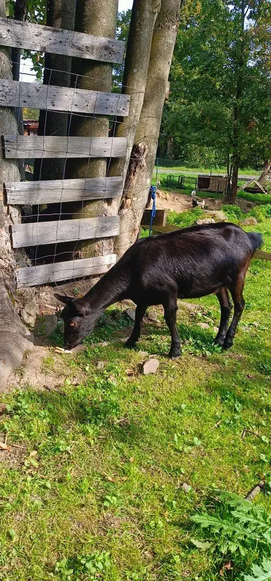 Kozy a beránky