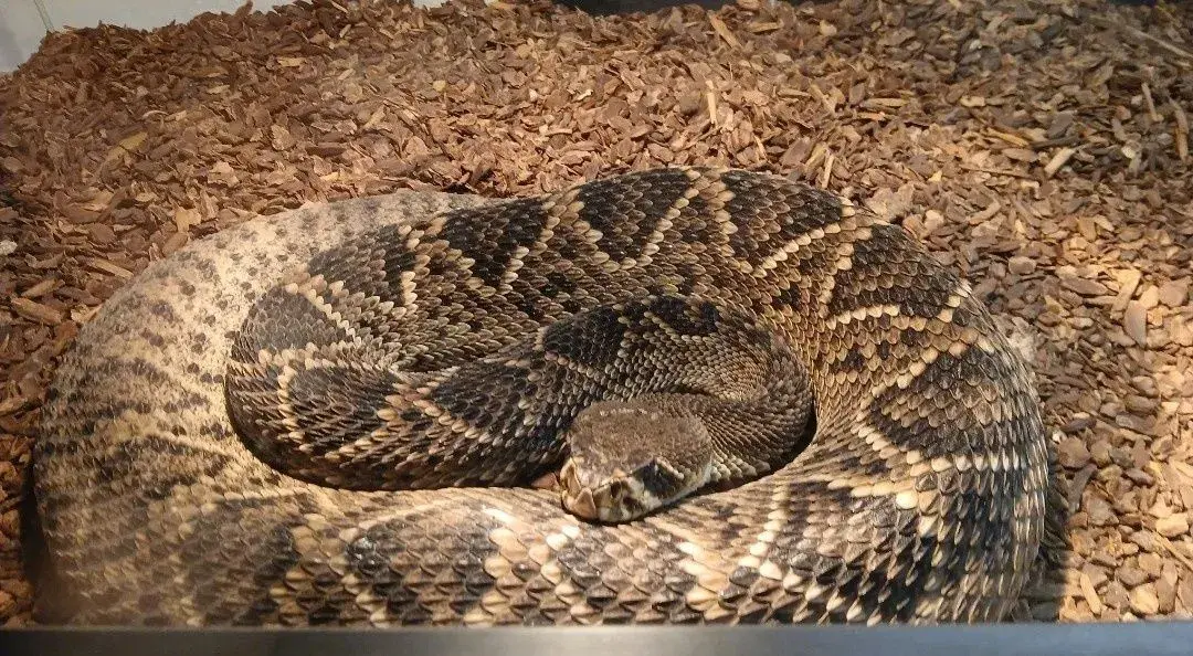Crotalus adamanteus