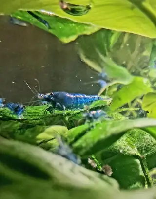 Neocaridina davidi Blue Dream