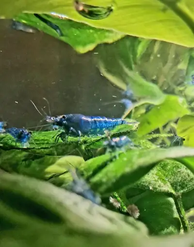 Neocaridina davidi Blue Dream