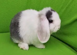 zakrslí beránci minilop