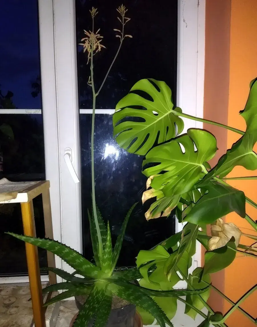 Aloe vera