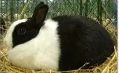 Zakrslý kralicek Zho