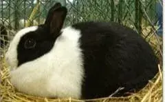 Zakrslý kralicek Zho