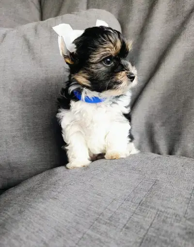 Štěňátka yorkšírského teriéra na prodej. Praha - Stodůlky