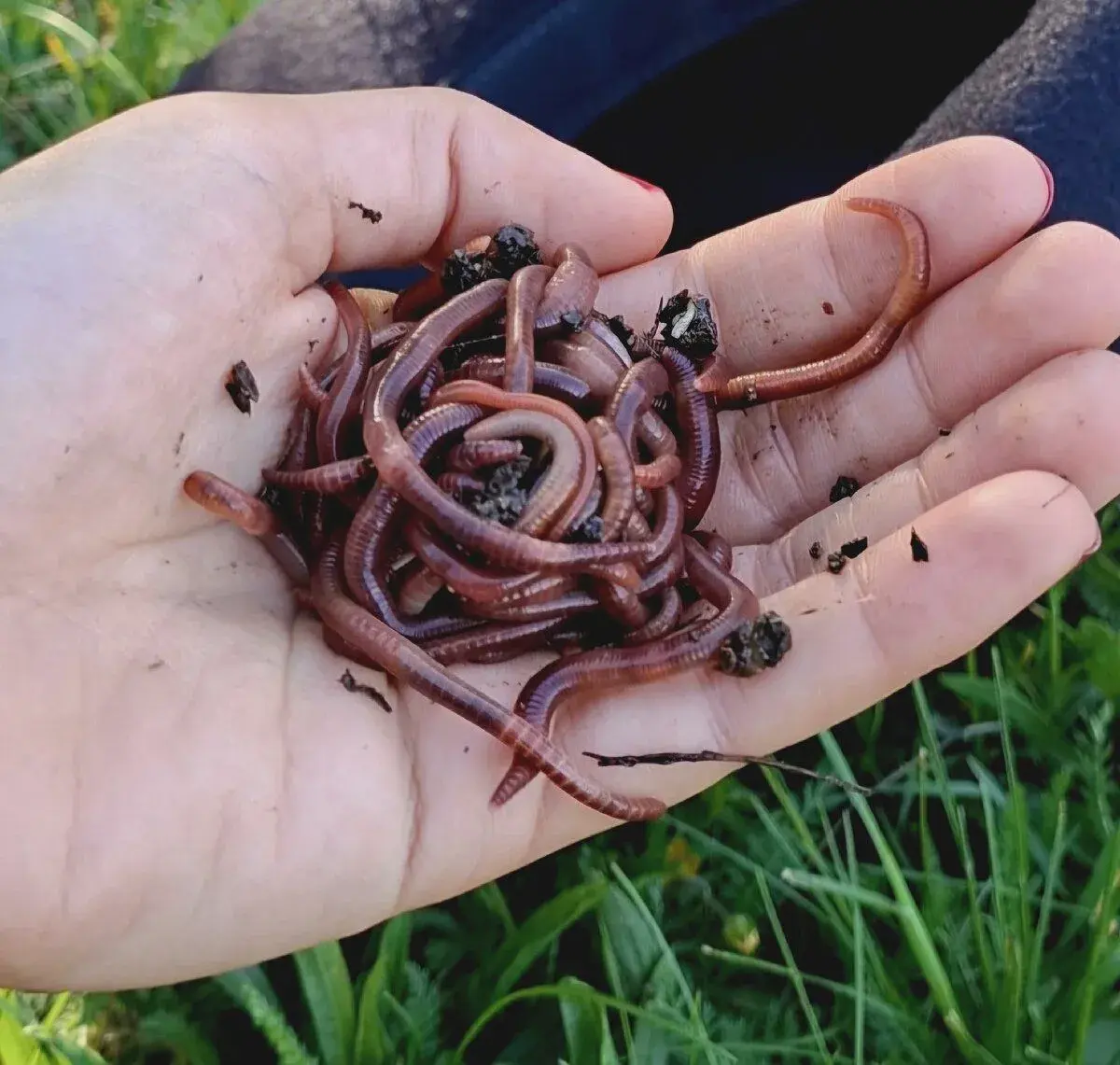 Hnojáci hnojní žížala nástraha na ryby vlastní chov
