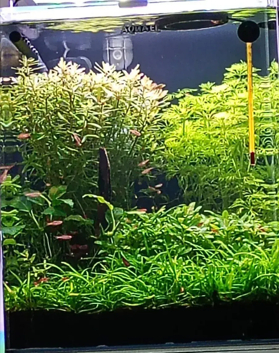 Nano akvárium Optiwhite
