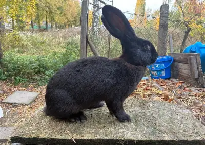 Německý obrovitý strakáč