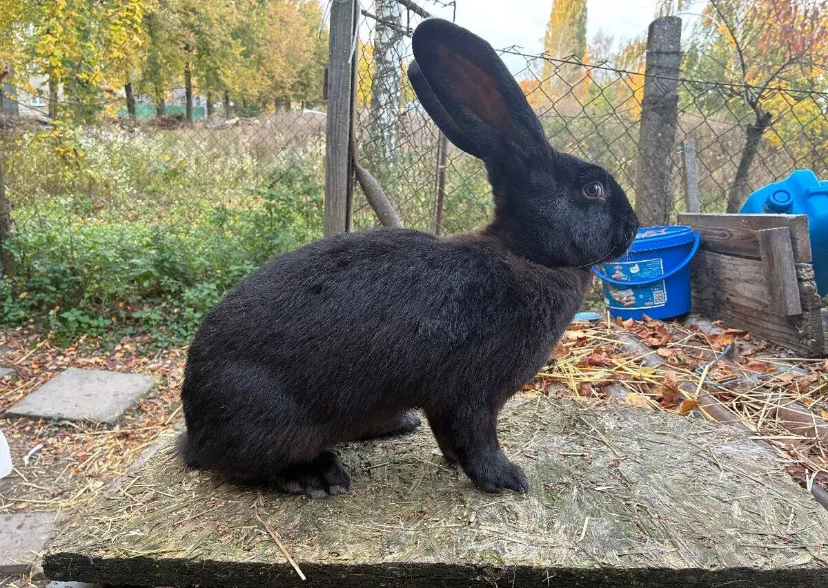 Německý obrovitý strakáč