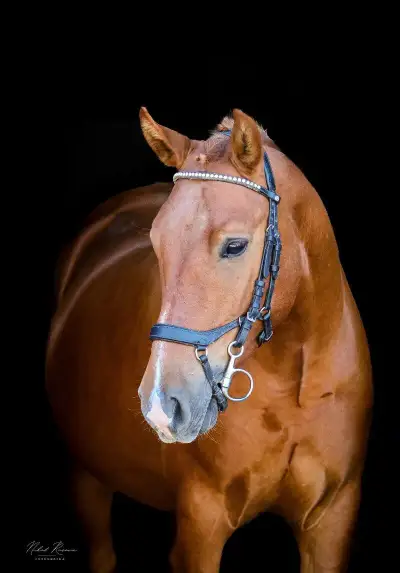Pony do sportu ,valach 135cm