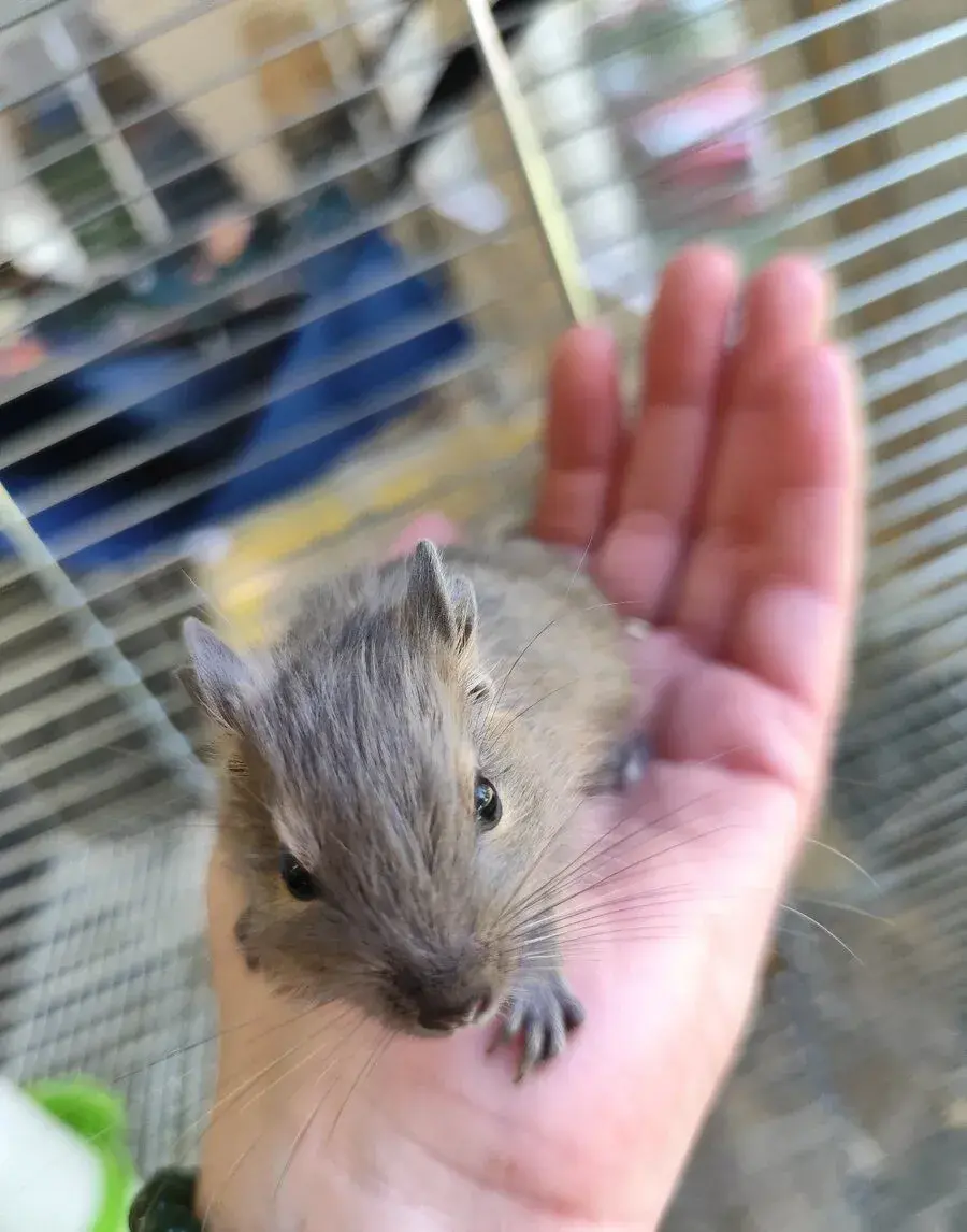 Osmák degu