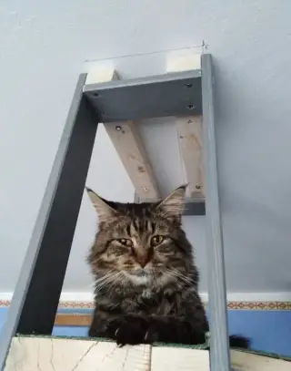 Mainsky mývalí kocour