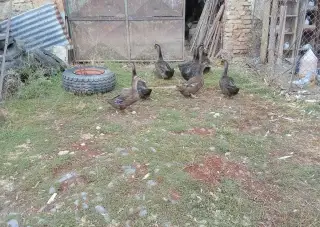 Kachny