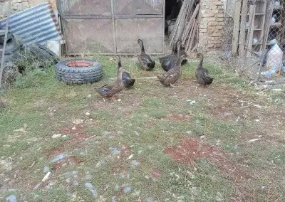 Kachny