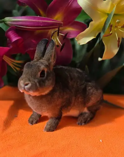Vymazlený rexík s PP k odběru