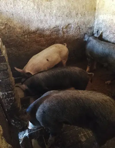 Mladý kanec
