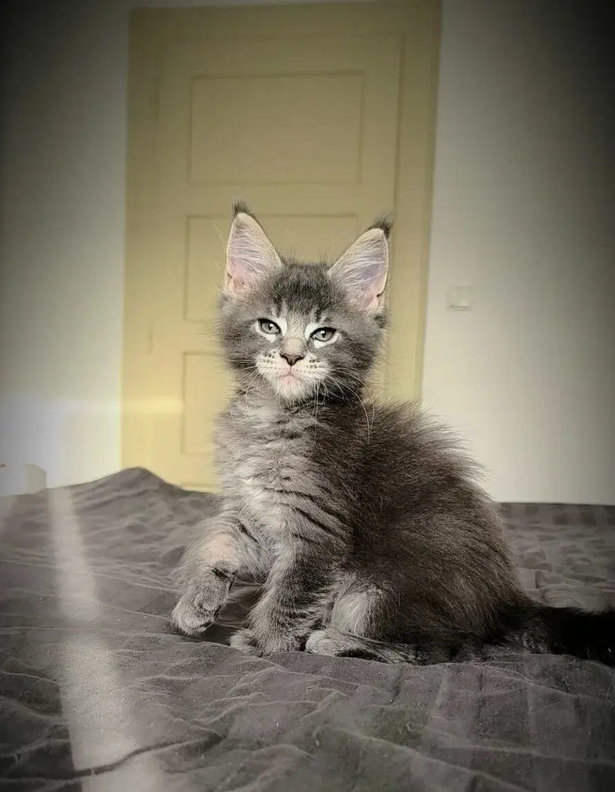 Mainská mývalí - koťátka - kocourci
