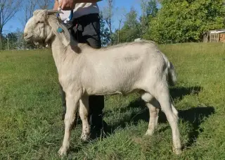 Anglonubijský plemenný kozel