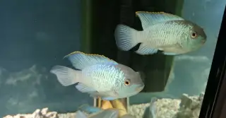 Akara modrá blue