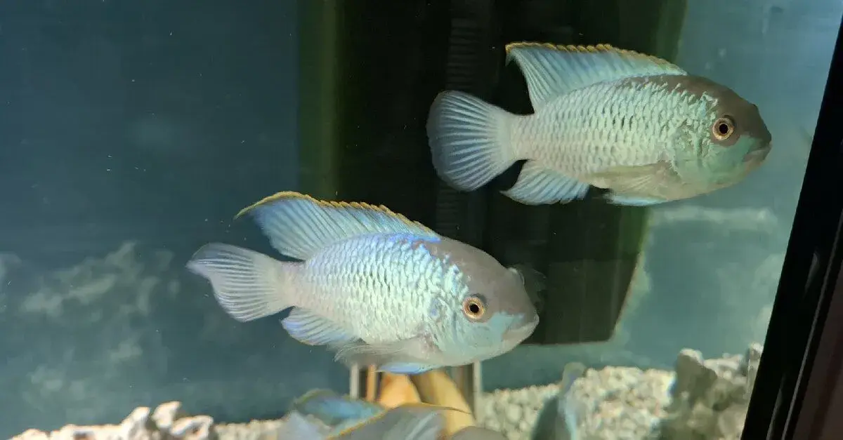 Akara modrá blue