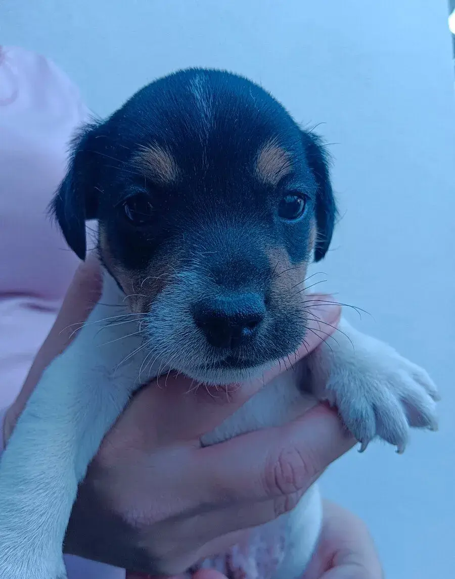 Jack Russel terier tricolor