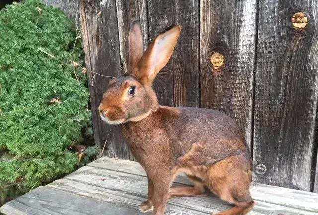 Zaječí ohnivý,