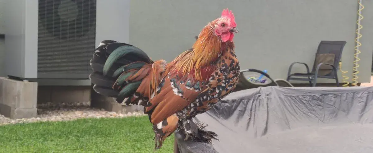 Letošní kohoutci