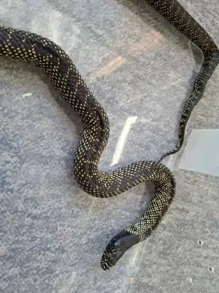 Desert kingsnake