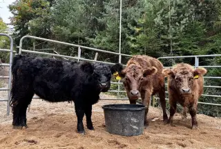 Tři loňské jalovice Galloway