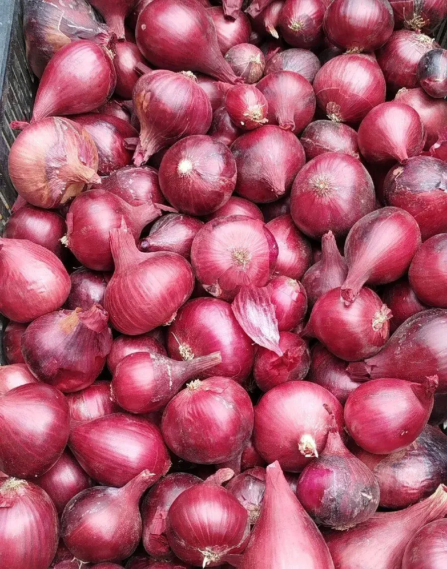 Česnek a červená cibule