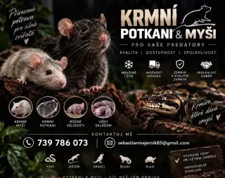 prodej krmných potkanov a myší