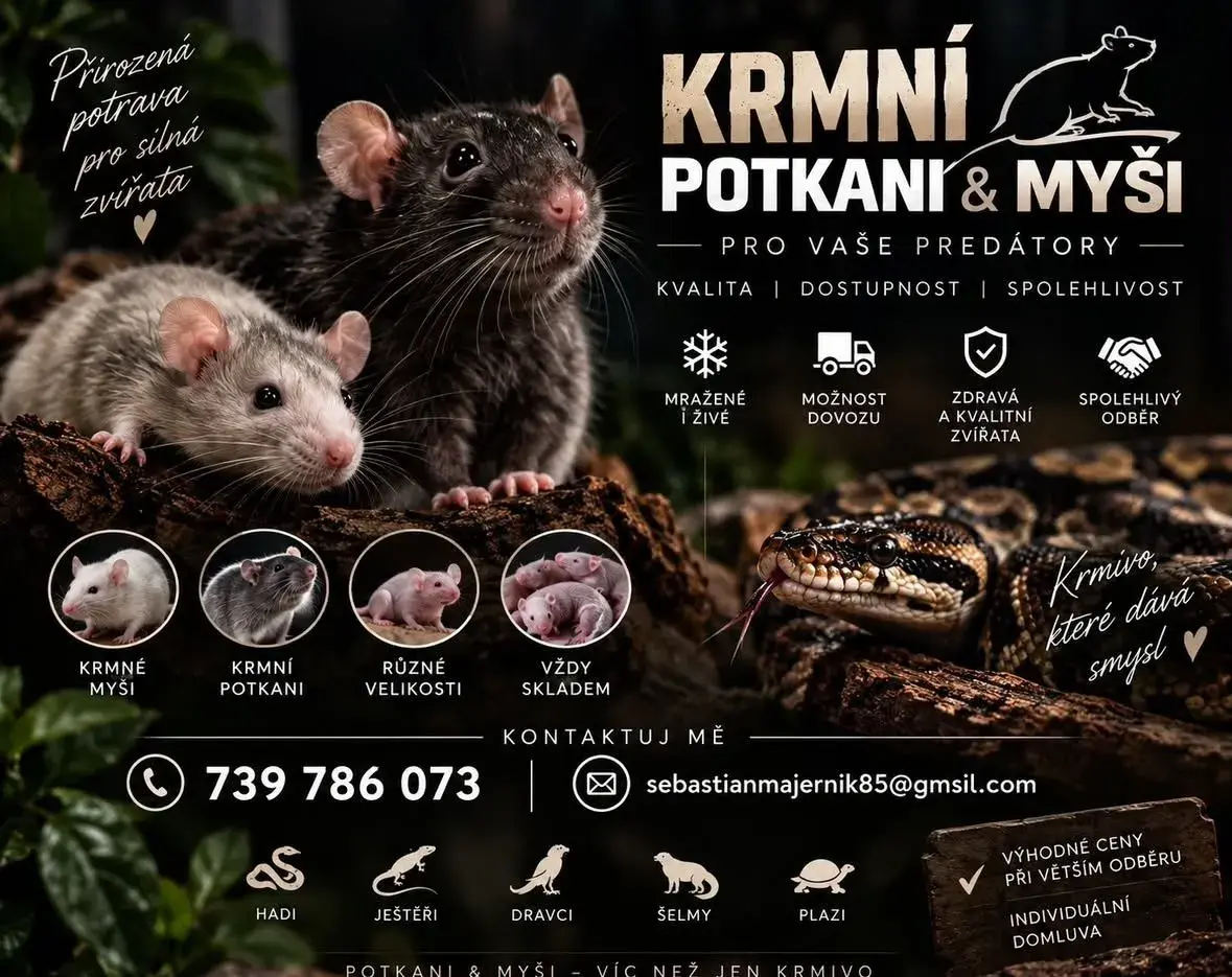 prodej krmných potkanov a myší