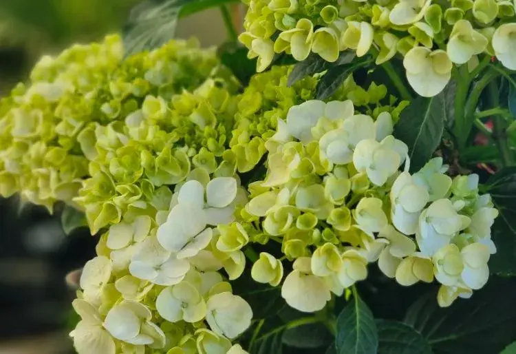Hortenzii Velkolistou (Hydrangea Macrophylla) bílá