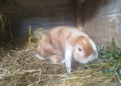 Zakrslý beran
