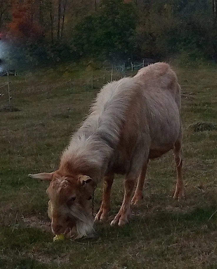 kozel