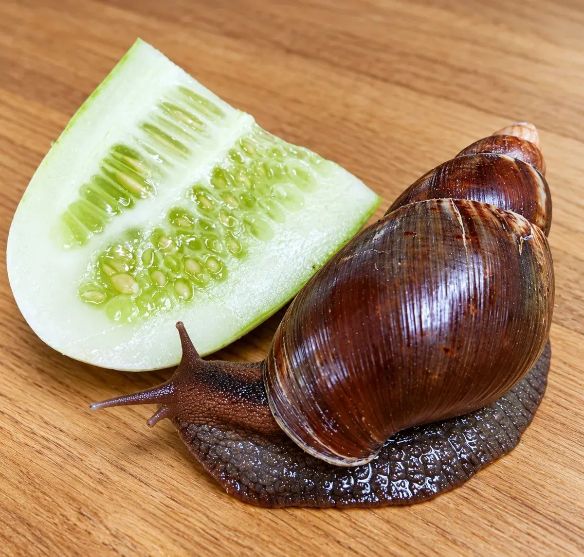 Oblovky (Achatina, Lissachatina immaculata)