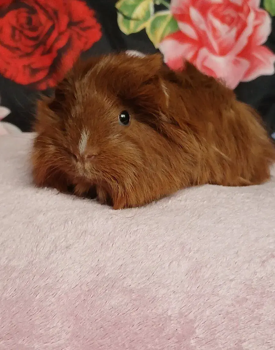 Morce peruanec holcicka