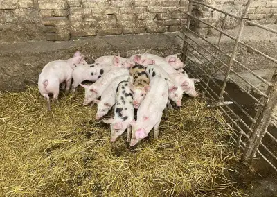 Selata a jateční prasata