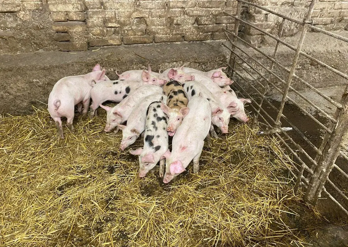 Selata a jateční prasata