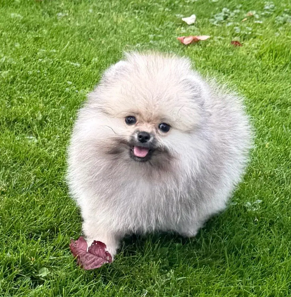 POMERANIAN S PP FCI - ch.s. z Malebného povltaví